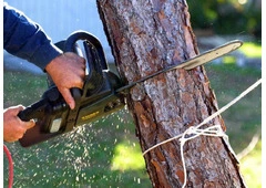 Tree Removal Mount Kuring Gai