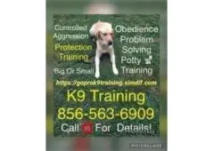 K9 Trainer For Hire NYC